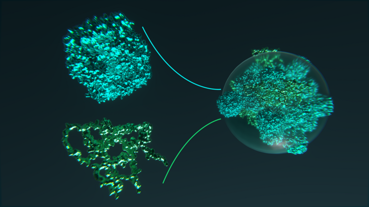 Durch die Fusion des Photosynthese-Enzyms Rubisco (oben) mit dem Protein EPYC1 (unten) entstehen Kondensate (rechts), die die Aktivität von Rubisco steigern. Bild: Andreas Küffner, Max-Planck-Institut für multidisziplinäre Naturwissenschaften.