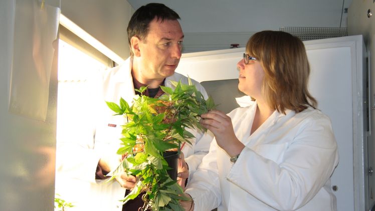 Axel Mithöfer und Anja Meents begutachten eine Süßkartoffelpflanze. Bild: Angela Overmeyer / Max-Planck-Institut für chemische Ökologie.