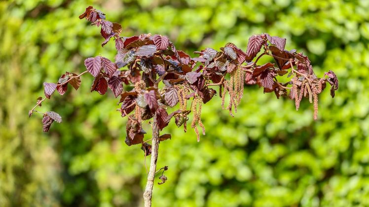 Corylus avellana 'Purple Umbrella'. Bild: Schachtschneider.  Corylus avellana 'Purple Umbrella'. Bild: Schachtschneider.