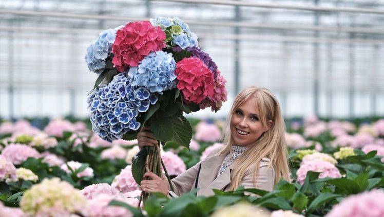 Die Saison für niederländische Schnitthortensien hat begonnen. Bild: Miranda Timmer Fotografie/hydrangeaworld.com.