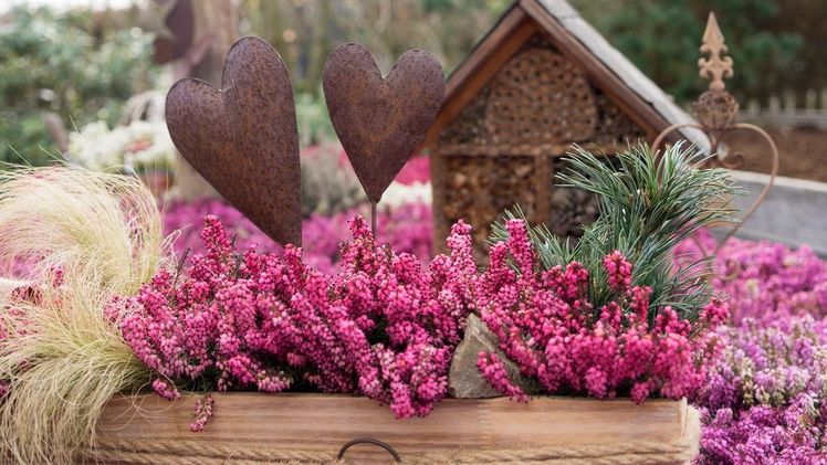 Die neue Winterheide Samantha entfaltet ihr volle Blütenpracht, wenn sich alle anderen Pflanzen noch im tiefen Winterschlaf befinden. Bild: Gardengirls.