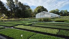 Eine typische Qualitätszeichenführende Staudengärtnerei im Herbst mit aufgefüllten Quartieren und frisch getopften Stauden. Foto: Max Panitz.