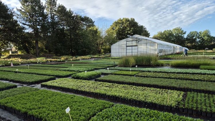 Eine typische Qualitätszeichenführende Staudengärtnerei im Herbst mit aufgefüllten Quartieren und frisch getopften Stauden. Foto: Max Panitz.