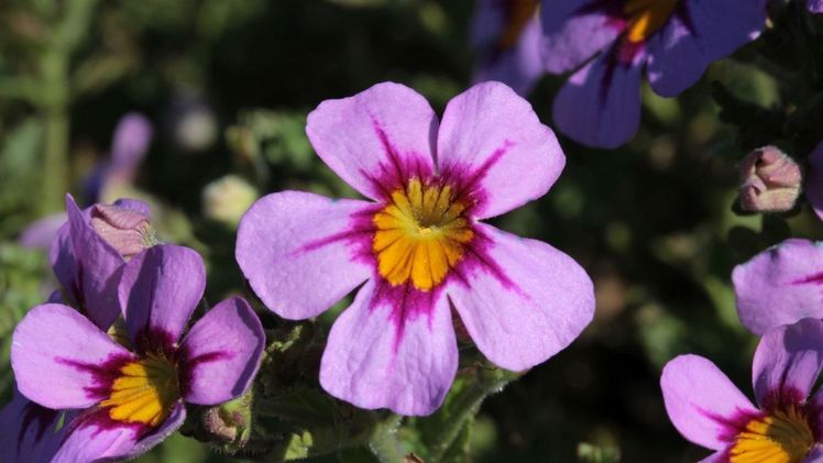 Schau mal, wer da guckt: Die niedliche „SummerDream Lavender Eye“ zieht jeden in ihren Bann. Die Jamesbrittenia-Hybride blüht den ganzen Sommer und fühlt sich dabei im Beet und Balkonkas-ten gleichermaßen wohl. Bild: GMH.