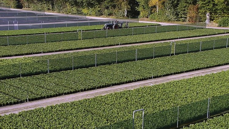 Schröder Rhododendron liefert jährlich rund zwei Millionen gesunde und kräftige Jungpflanzen. Bild: Schröder Rhododendron.