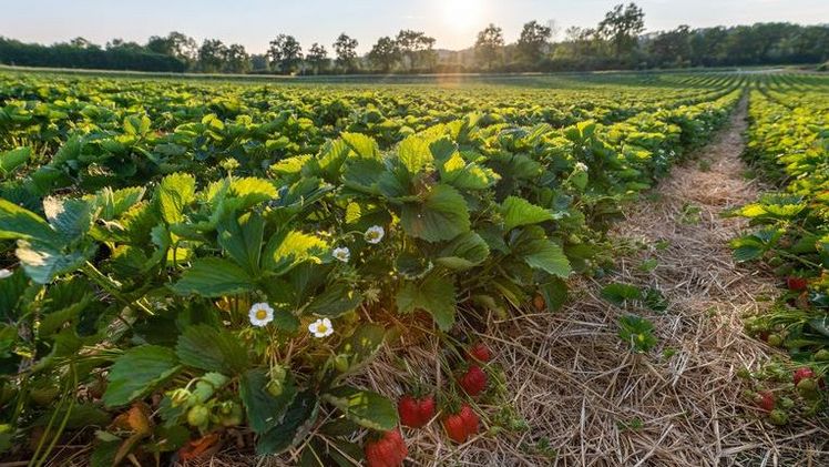  Auf 280 Hektar reift in Oberösterreich die „Königin der Beeren“. Bild: © Hoffelner.