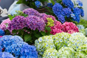 Farbvielfalt mit (S)witch® macrophylla. Bild: Heinje.