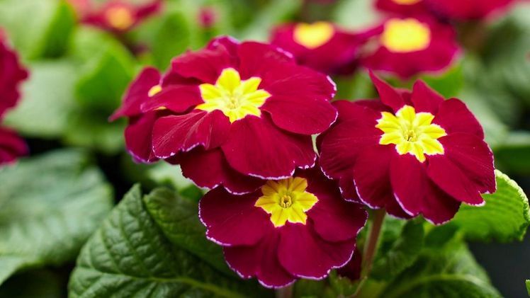 Dezente Liebesbotschaft für Schüchterne: Primeln wirken fröhlich und frisch und kommen als blühende Aufmerksamkeit am Valentinstag garantiert gut an. Bild: GMH/BVE.