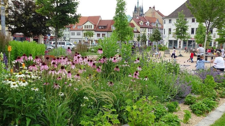 Sonnenanbeter am Spielplatz: Mitten in der Erfurter Altstadt blühen Stauden wie Bleicher Scheinsonnenhut (Echinacea pallida), weißer Purpursonnenhut (Echinacea purpurea ‘Alba’) mit blauer Katzenminze (Nepeta) und Duftnessel (Agastache) um die Wette. Eine mineralische Mulchschicht aus Steinchen deckt die Erde ab: So bleibt der Boden länger feucht und es keimt deutlich weniger Unkraut. Bild: GMH/Bettina Banse.