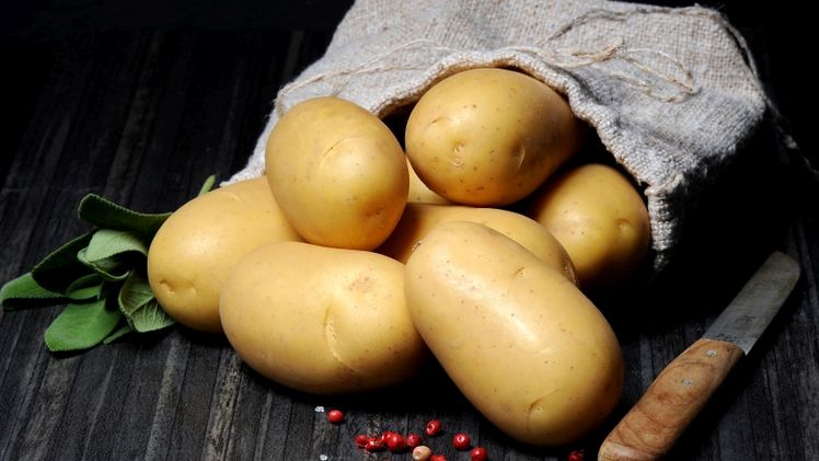 Die Frühkartoffel Glorietta. Bild: EUROPLANT Pflanzenzucht GmbH.