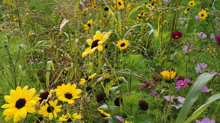 Das Team wertete Daten von 32 Bienenvölkern an 16 Standorten in Niedersachsen mit verschiedenen Anteilen an Biofeldern, Blühstreifen und naturnahen Landschaften aus. Bild: GABOT.