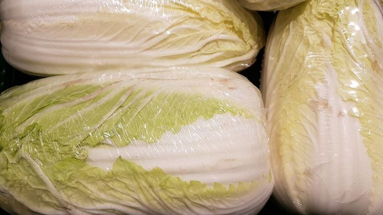 Chinakohl ist ein idealer Vitaminspender in kalten Tagen. Er ist er reich an Provitamin A sowie Vitamin C. Bild: GABOT.