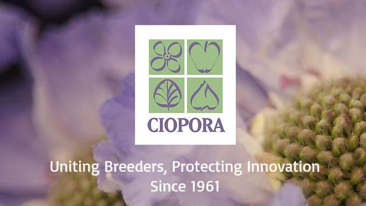 CIOPORA bittet die UPOV-Mitgliedstaaten um Unterstützung für Pflanzenzüchter.