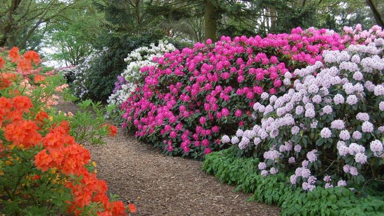 Am 14. und 15. Mai 2022 finden Rhododendronfreunde im Park der Gärten eine Fülle von Informationen. Bild: Park der Gärten.