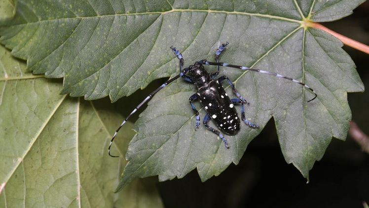 Der Asiatische Laubholzbockkäfer (Anoplophora glabripennis). Bild: Olaf Zimmermann / LTZ Augustenberg.