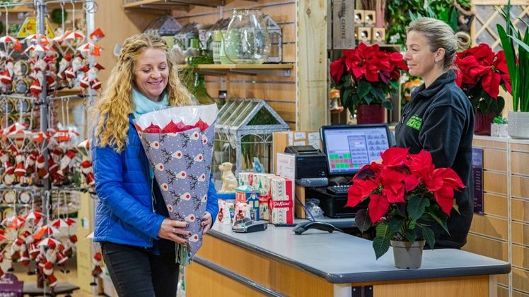 Der Weihnachtsstern ist für den Handel ein wichtiges Saisonprodukt. Bild: Stars for Europe.