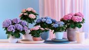 Die magischen Hortensien gibt es in einer breiten Palette an Topfgrößen und Farben. Sie alle blühen garantiert 150 Tage und wechseln während dieser Zeit eindrucksvoll ihre Blütentöne. Bild: Magical Hydrangea.