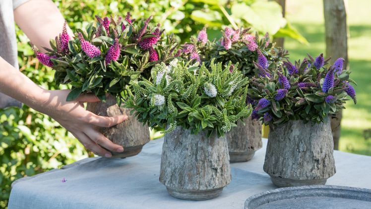 Strauchveronika für den Spätsommer. Bild: Pflanzenfreude.de.
