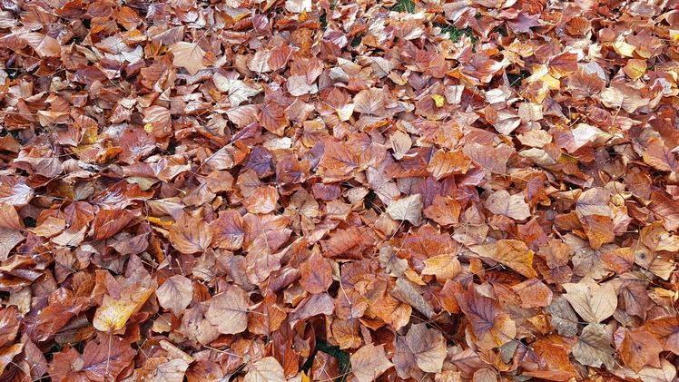 Viel Sonne und ein goldener Oktober... Bild: GABOT.