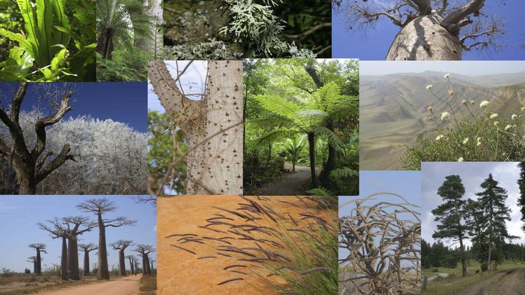 Die Wuchshöhe von Pflanzenarten entlang der Breitengrade verändert sich aufgrund des unterschiedlichen Klimas. Bild: Angela Günther/MPI-BGC. Die Wuchshöhe von Pflanzenarten entlang der Breitengrade verändert sich aufgrund des unterschiedlichen Klimas. Bild: Angela Günther/MPI-BGC.