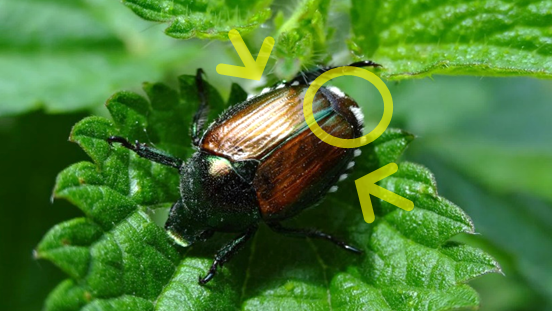Der Japankäfer. Bild: © Maurizio Pavesi, Museo di Storia Naturale di Milano (IT).