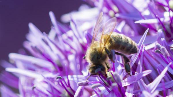 Die Allium 'Globemaster' ist ein wahrer Bienenmagnet. Bild: fluwel.de.