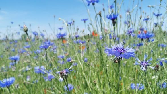 Die Blühflächen bilden nicht nur ein Paradies für Insekten, sondern auch Lebens- und Rückzugsraum für viele Feldvogelarten und das Niederwild. Bild: Marilena Kipp.
