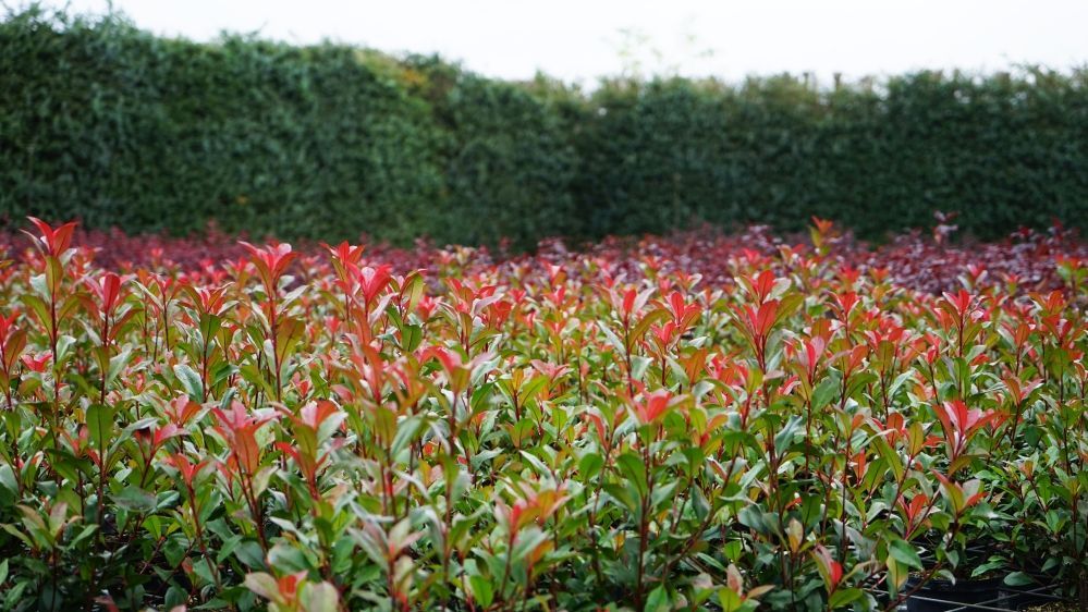 Devil's Dream': Schafft Lebensraum fr Insekten und Vgel | Gabot.de