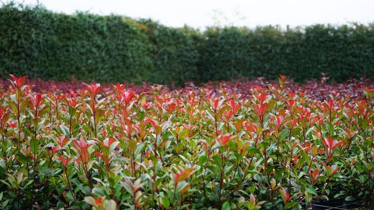 Photinia fraseri begeistert mit ökologischen Vorteilen und dekorativer Vielfalt. Bild: Devil’s Dream.