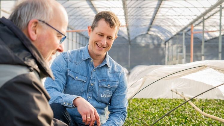 Rhododendron-Jungpflanzen bei Hajo Bischoff. Bild: Legro.