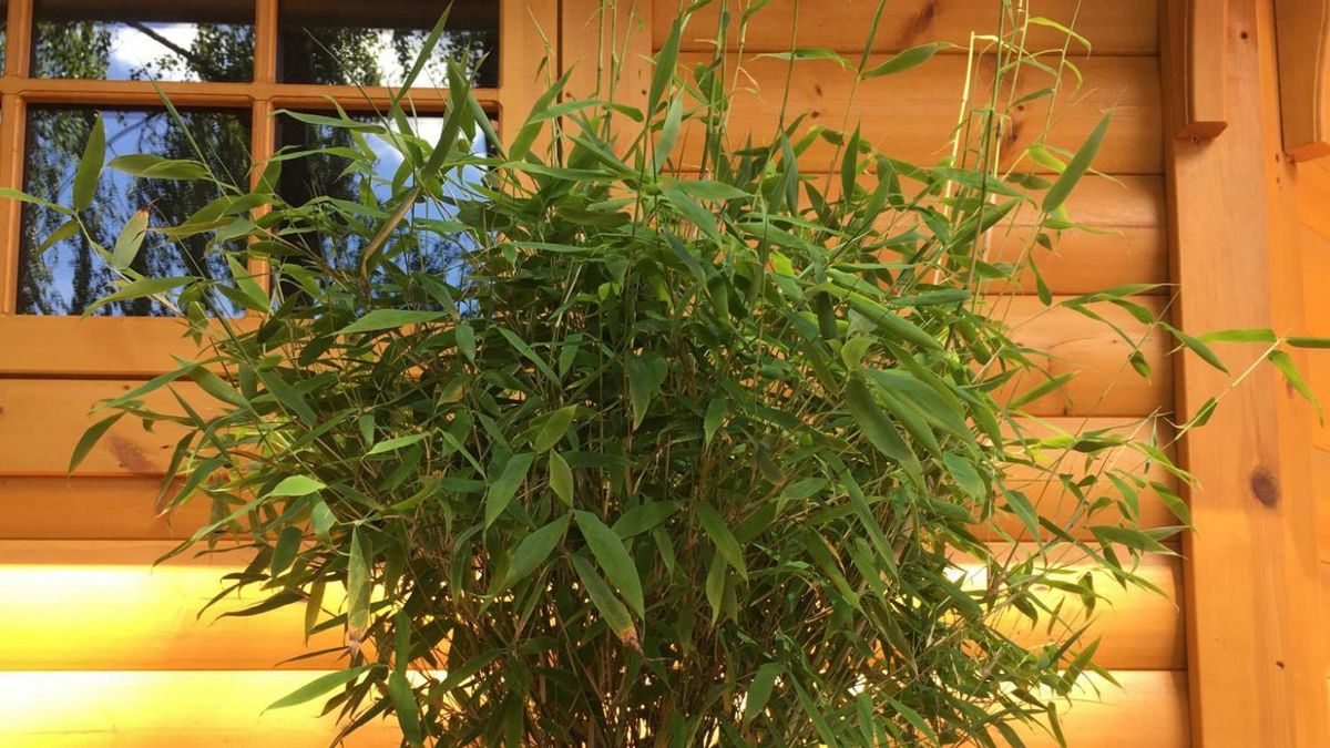 Eilers: Neuheit Fargesia murieliae 'Bambi' | Gabot.de