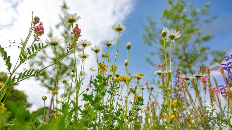 Wiesenblumen und Flying Circus: Milena Schlosser.