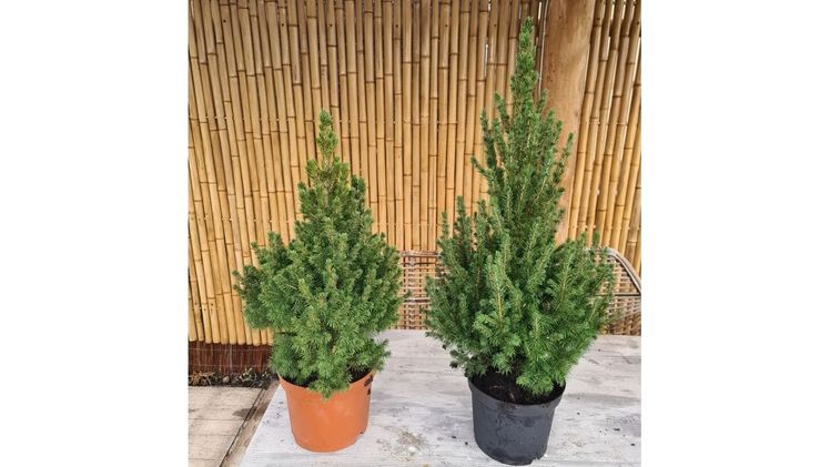Die geschützten Picea glauca 'December' wurden unter falschem Namen illegal in Umlauf gebracht. Bild: Plantipp. 