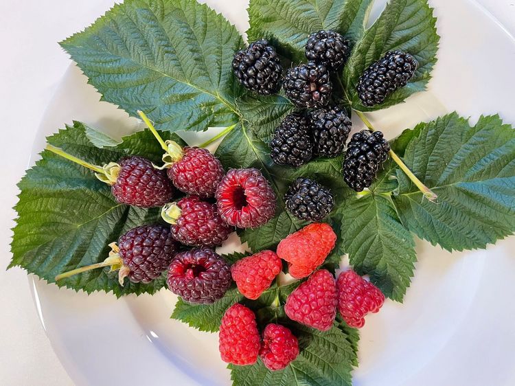 In neuen Rubus-Hybriden sieht Lubera ein großes Potenzial. Bild: Lubera.
