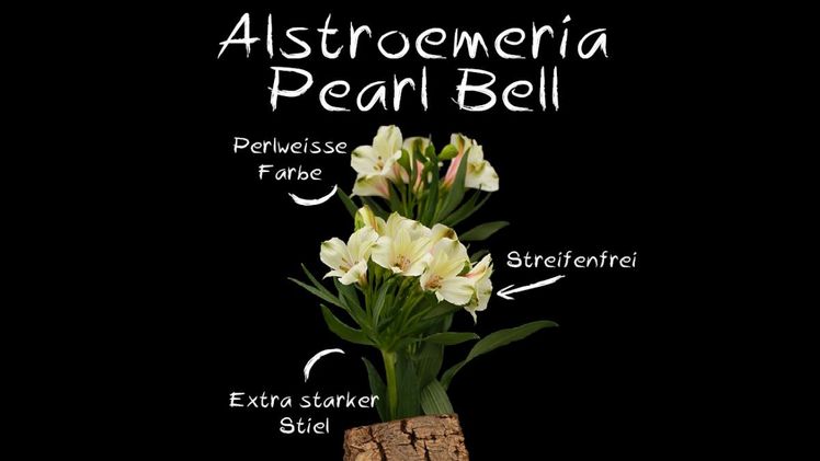 Alstroemeria 'Pearl Bell'. Bild: Decorum.