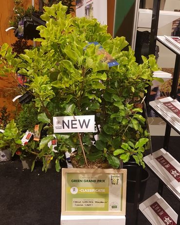 Cotinus coggygria 'Mincolem04'. Bild: GABOT. Cotinus coggygria 'Mincolem04'. Bild: GABOT.