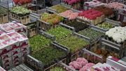 "Der niederländische Gartenbau droht umzufallen". Bild: GABOT.