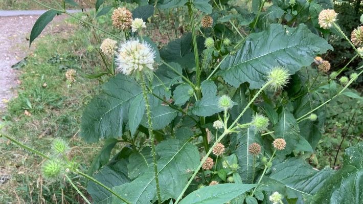Die behaarte Karde (Dipsacus pilosus) ist eine der gefährdeten Wildpflanzen, die am Westerberg wieder angesiedelt wird. Bild: Universität Osnabrück/Silvia Oevermann.