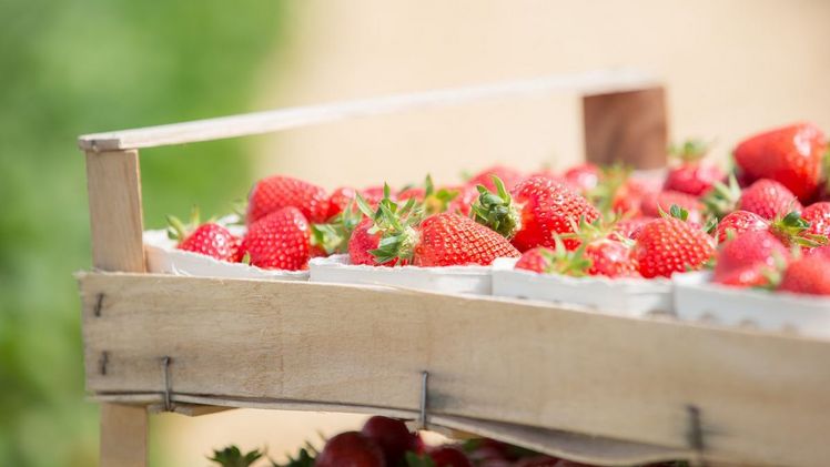 Frische Erdbeeren. Bild: VSSE e.V. / Christoph Göckel.