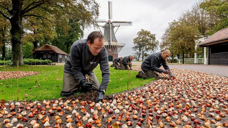 Am Donnerstag, den 8. Oktober, haben die Keukenhof Gärtner die ersten von sieben Mio. Blumenzwiebeln im Park gepflanzt. Bild: Keukenhof.