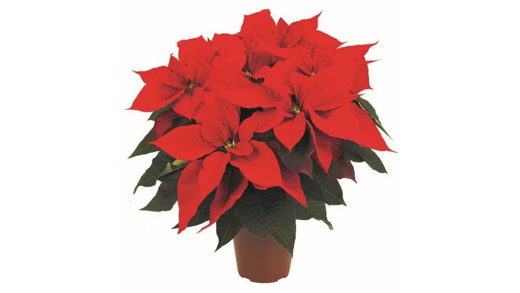 Mit Otello Red erweitert Lazzeri sein Angebot an roten Weihnachtssternen um eine Sorte, die für Produzenten in Nord- und Südeuropa entwickelt wurde. Bild: Lazzeri.