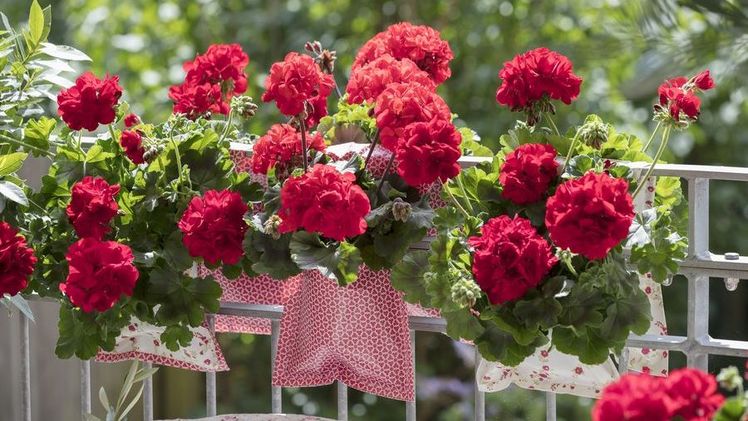 Geranien ganz klassisch im Balkonkasten. Bild: Pelargonium for Europe. Geranien ganz klassisch im Balkonkasten. Bild: Pelargonium for Europe.
