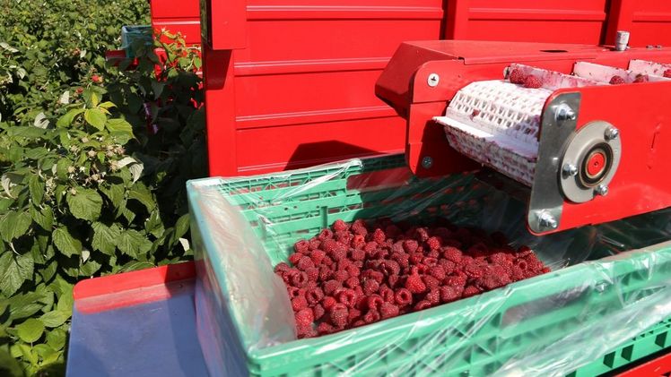 Damit die maschinelle Ernte reibungslos funktioniert, werden spezielle Sorten eingesetzt, die sich gut von der Rute lösen. Bild: rho.