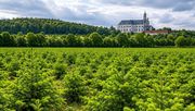 Eine Weihnachtsbaumkultur wird das gesamte Jahr über gepflegt, damit der natürliche Weihnachtsbaum seine ideale Form erhält. Foto: VNWB.