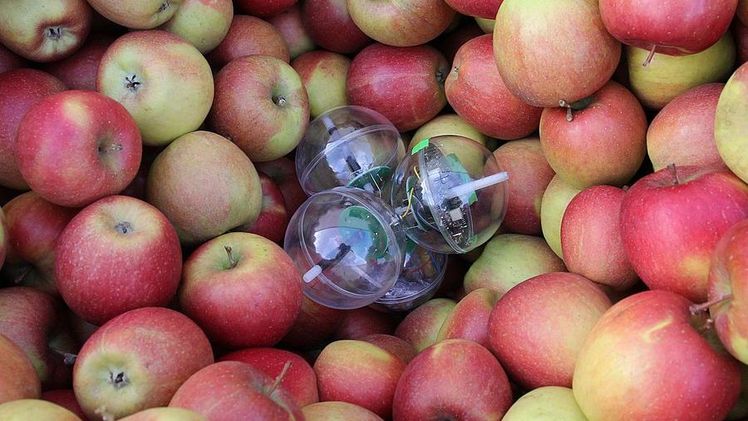 Air Speed Logger zwischen Äpfeln. Bild: ATB.