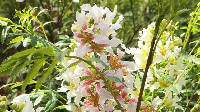 Xanthoceras sorbifolium ist ein unkompliziertes, nutzbringendes, klimagerechtes Gehölz. Bild: Hajo Borchers Pflanzen.