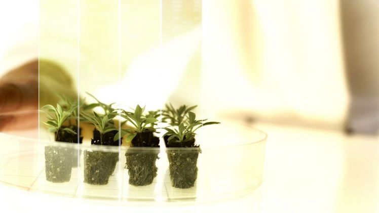 Die Gewinnerinnen und Gewinner des diesjährigen Grants4Ag-Programms von Bayer forschen an Projekten zum Schutz von Kulturpflanzen. Bild: Bayer. Die Gewinnerinnen und Gewinner des diesjährigen Grants4Ag-Programms von Bayer forschen an Projekten zum Schutz von Kulturpflanzen. Bild: Bayer.