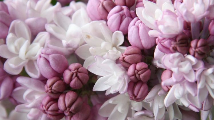 Eine Sorte, deren Name alleine schon Lust auf ein ganz spezielles Fliedererlebnis macht: Syringa hyacinthiflora 'Fantasy'. Bild: Piccoplant.