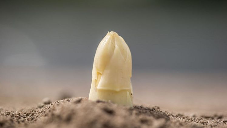 Lang anhaltende kühle Witterung sorgte für Spargelknappheit und stabilere Preise. Bild: VSSE/ Christoph Goeckel.