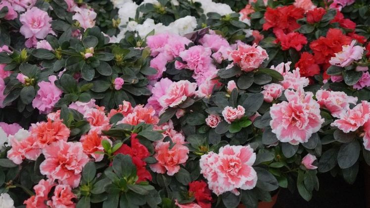 Azaleen sind nicht komplett pflegeleicht, auch wenn die modernen Sorten auf unkompliziertere Eigenschaften gezüchtet sind. Bild: GABOT.